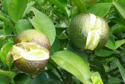 果實(shí)到底為什么會(huì)裂果，原因居然是這些！